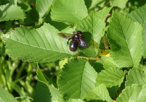 Xylocopa iris